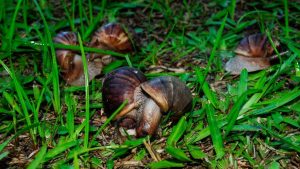 Giant African Snail Invasion