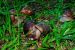 Giant African Snail Invasion
