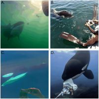 Killer Whales Provisioning Humans