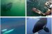 Killer Whales Provisioning Humans