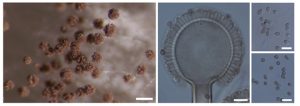 New Aspergillus Species Discovered in Western Ghats