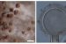 New Aspergillus Species Discovered in Western Ghats