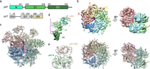 Protein P47
