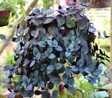 Red Ivy Plant