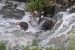 Reintroduction of Brown Trout Revives Kashmir Fisheries