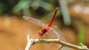 Scarlet Dragonfly Rediscovered In Kerala
