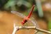 Scarlet Dragonfly Rediscovered In Kerala