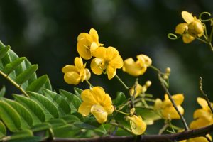 Senna Spectabilis Invasion