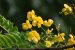 Senna Spectabilis Invasion