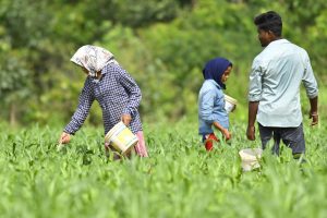 Separate Enumeration of Particularly Vulnerable Tribal Groups