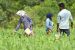 Separate Enumeration of Particularly Vulnerable Tribal Groups
