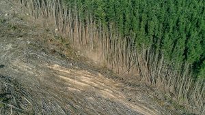 Tropical Deforestation Linked To Thousands Of Deaths Annually