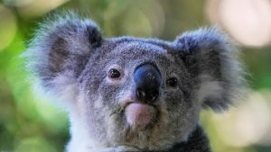World’s First Koala Vaccine