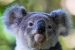World’s First Koala Vaccine