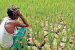 Farmers’ Suicides in India – 2023 Crisis Overview