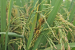 False Smut Disease Devastates Punjab Paddy Crops