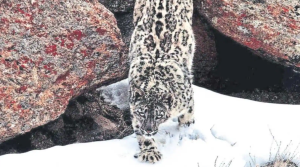 Himachal Pradesh Snow Leopard Population Surges Significantly