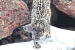 Himachal Pradesh Snow Leopard Population Surges Significantly