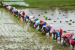 Prime Minister Dhan-Dhaanya Krishi Yojana: 100 Aspirational Agriculture Districts Launched Nationwide