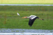Painted Storks Return To Kaziranga After Four Years