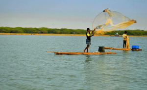 Pulicat Lake Ecosystem Faces Critical Fishing Crisis
