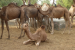 National Camel Sustainability Initiative Launched in India