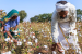 India’s Cotton Sector Drives Sustainable Growth and Innovation
