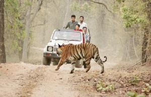Bhupender Yadav Launches Five Wildlife Conservation Projects