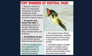 New Wasp Species Discovered in Salt Lake