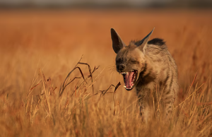 Tamil Nadu Allocates ₹1 Crore for Four Endangered Species