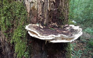 Giant New Fungus Species Discovered in Arunachal Pradesh