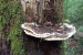 Giant New Fungus Species Discovered in Arunachal Pradesh