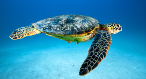 Green Sea Turtle Status Upgraded to Least Concern