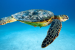 Green Sea Turtle Status Upgraded to Least Concern