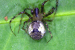Araneus nox Spider Found in India’s Idukki Wildlife Sanctuary