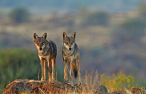 Indian Wolf Now Recognized as Distinct Canis Species