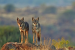 Indian Wolf Now Recognized as Distinct Canis Species