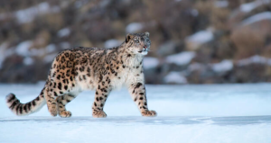 Stanford Study Reveals Snow Leopards Have Lowest Genetic Diversity Among Big Cats