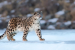 Stanford Study Reveals Snow Leopards Have Lowest Genetic Diversity Among Big Cats