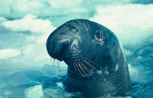 IUCN Sounds Alarm on Worsening Conservation Crisis in Polar Regions
