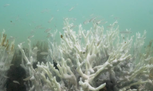 Global Report Warns Coral Reefs Have Crossed Irreversible Warming Threshold