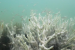 Global Report Warns Coral Reefs Have Crossed Irreversible Warming Threshold