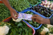 India’s Retail Inflation Falls To Eight-Year Low In September