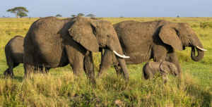 India’s Elephant Count Falls to 22,446 in First DNA-Based Census