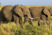 India’s Elephant Count Falls to 22,446 in First DNA-Based Census