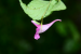 New Balsam Flower Species Found in Arunachal Pradesh