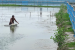 Sundarbans Aquaculture Model Wins FAO Global Award