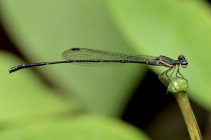 Six New Dragonfly Species Found in Silent Valley Park