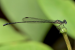 Six New Dragonfly Species Found in Silent Valley Park