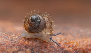 New Tilari Hairy Snail Species Discovered